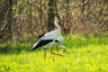 Bociany już wracają do Polski po zimowej przerwie!
